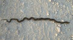 Pituophis catenifer sayi