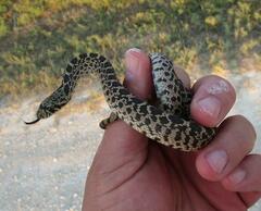 Pituophis catenifer sayi