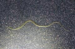 Thamnophis proximus proximus