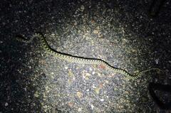 Pituophis catenifer sayi