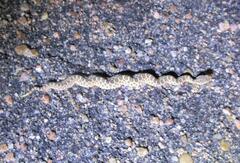 Sistrurus tergeminus