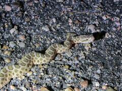 Sistrurus tergeminus