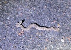 Sistrurus tergeminus