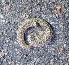 Sistrurus tergeminus