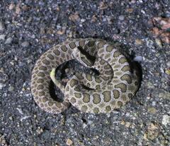 Sistrurus tergeminus