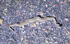 Sistrurus tergeminus