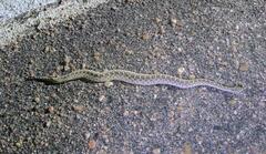 Sistrurus tergeminus