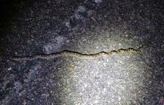 Pituophis catenifer sayi