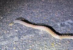 Pituophis catenifer sayi