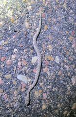 Sistrurus tergeminus