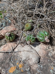 Parodia ottonis