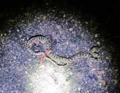 Pituophis catenifer sayi