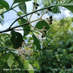 Chassalia curviflora