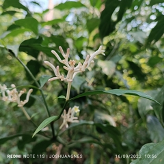 Chassalia curviflora