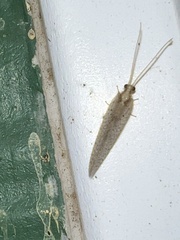 Hemerobius