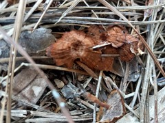 Coltricia cinnamomea