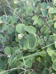 Symphoricarpos albus