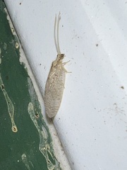 Hemerobius