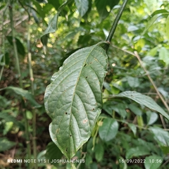 Chassalia curviflora