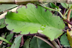 Bryophyllum