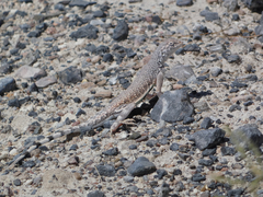 Callisaurus draconoides