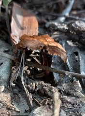 Coltricia cinnamomea