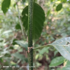 Chassalia curviflora
