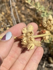 Malacothamnus orbiculatus