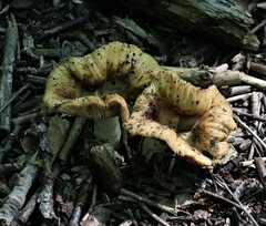 Russula fragrantissima