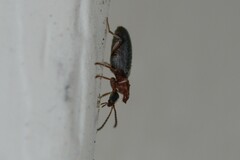 Notoxus murinipennis