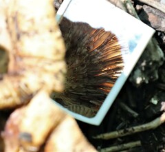 Russula fragrantissima