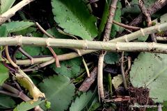 Bryophyllum