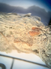 Mecynogea lemniscata