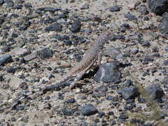 Callisaurus draconoides