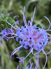 Liatris squarrulosa