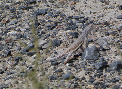 Callisaurus draconoides