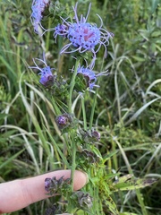 Liatris squarrulosa