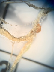 Mecynogea lemniscata