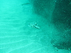 Ovalipes trimaculatus