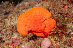 Echinoclathria leporina
