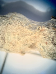 Mecynogea lemniscata