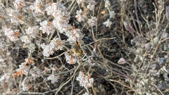 Eriogonum niveum