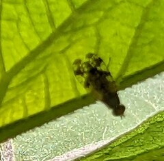 Neotephritis finalis