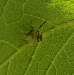 Neotephritis finalis