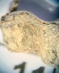 Mecynogea lemniscata