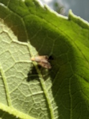 Neotephritis finalis