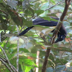 Cyanocorax affinis