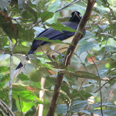 Cyanocorax affinis