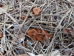 Coltricia cinnamomea