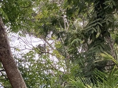 Glaucidium brasilianum